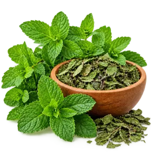স্পিয়ারমিন্ট (পুদিনা)